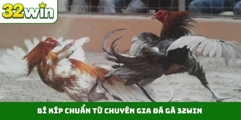 Bí kíp chuẩn từ chuyên gia đá gà 32WIN