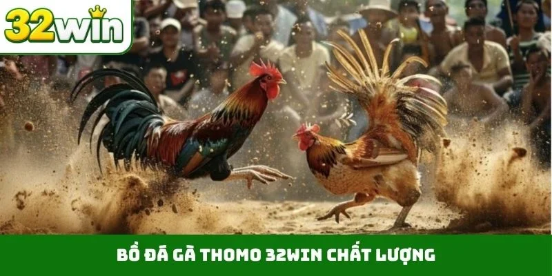 Đá Gà Thomo 32WIN – Sảnh Cược Trực Tiếp Chất Lượng, Uy Tín 2 Bồ đá gà Thomo 32WIN chất lượng