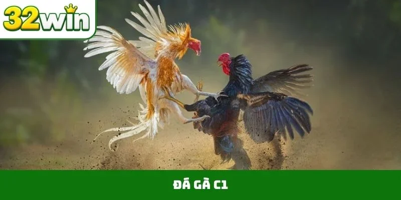 Đá gà C1