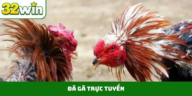 Đá gà trực tuyến