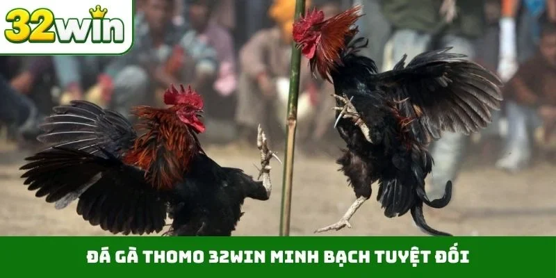 Đá Gà Thomo 32WIN – Sảnh Cược Trực Tiếp Chất Lượng, Uy Tín 4 Đá gà Thomo 32WIN minh bạch tuyệt đối
