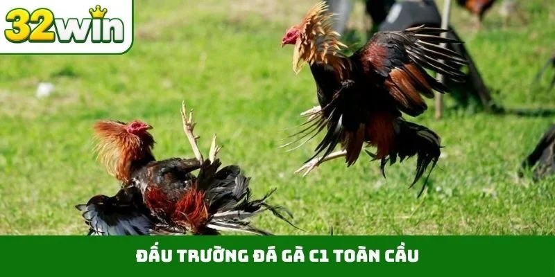 Đấu trường đá gà C1 toàn cầu