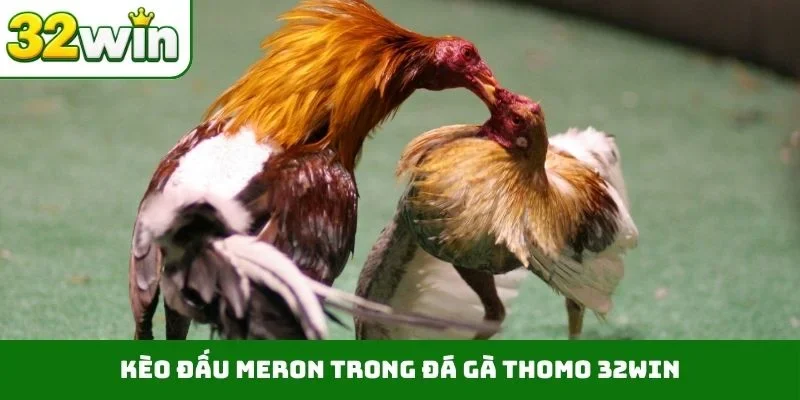 Đá Gà Thomo 32WIN – Sảnh Cược Trực Tiếp Chất Lượng, Uy Tín 3 Kèo đấu Meron trong đá gà Thomo 32WIN
