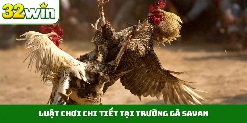 Luật chơi chi tiết tại trường gà Savan