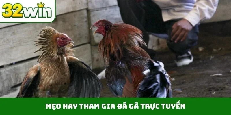 Đá Gà Trực Tuyến – Tận Hưởng Những Trận Đấu Nảy Lửa Tại 32WIN 4 Mẹo hay tham gia đá gà trực tuyến