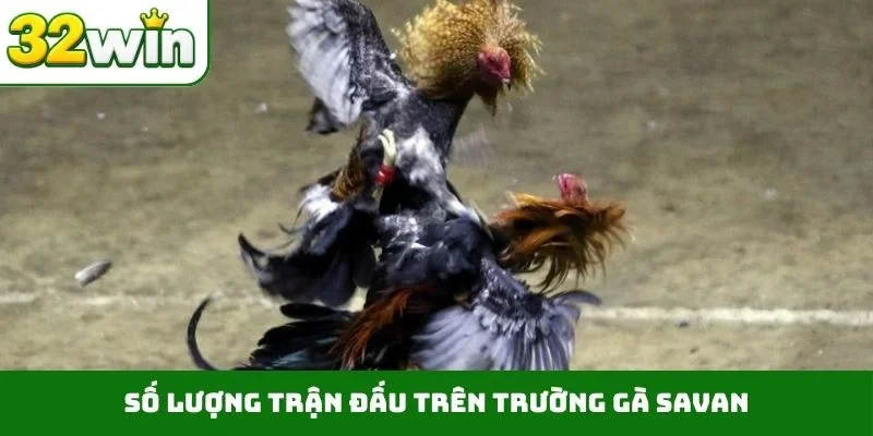 Số lượng trận đấu trên trường gà Savan