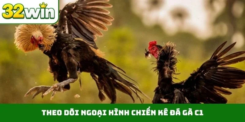 Theo dõi ngoại hình chiến kê đá gà C1