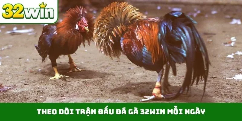 Theo dõi trận đấu đá gà 32WIN mỗi ngày