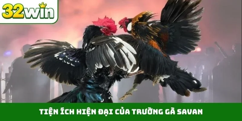 Tiện ích hiện đại của trường gà Savan