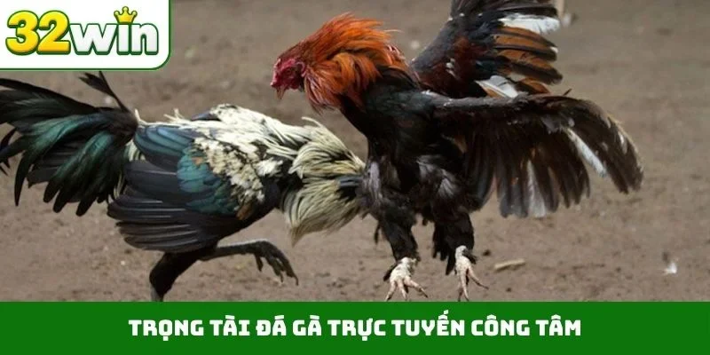 Đá Gà Trực Tuyến – Tận Hưởng Những Trận Đấu Nảy Lửa Tại 32WIN 3 Trọng tài đá gà trực tuyến công tâm