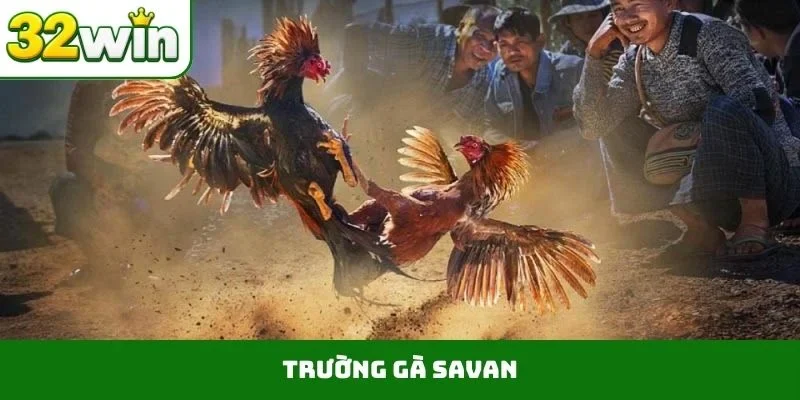 Trường gà Savan