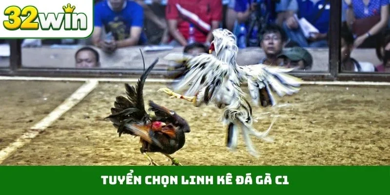 Tuyển chọn linh kê đá gà C1