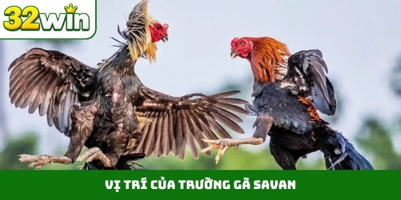 Vị trí của trường gà Savan
